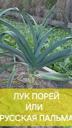 Лук порей выгдядит как пальма. Растет в Подмосковье отлично и нетребователен. Но что с ним делать?)