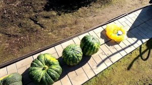 Убираем арбузы в теплице, взвешиваем и пробуем на вкус.