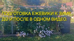 Осенние работы с ежевикой. Обрезка и подкормка. Любишь есть ягодки, люби и колоться!