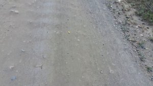 Уход от собаки_подкрепление следования
