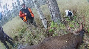 Открытие загонной охоты на копытных  Сезон 2020г.mp4