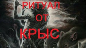 ОНЛАЙН-РИТУАЛ "ОТ КРЫС"