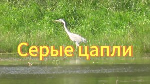 Серые цапли и поганки(чомги) на озере Карасьем. Коченёвский район. Птицы Новосибирский области.