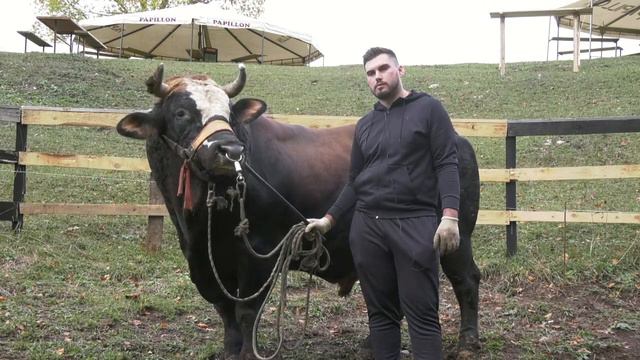 - GOLUB BRAĆE MAJETIĆA STIGAO NA VLASINJE, DAR MAR KOD MUJE 2023 смотреть онлайн