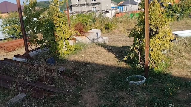 История наших собак