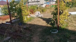 История наших собак