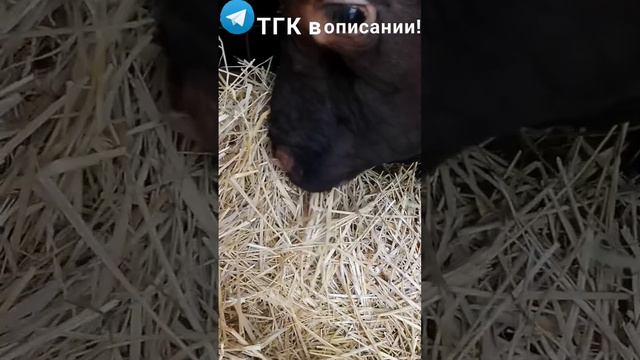 Мукбанг по деревенски 🌾😂