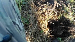 небитая поляна 18го века