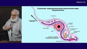 2. Надцарство Excavata. Зоология беспозвоночных - Малахов В.В. Teach-in.