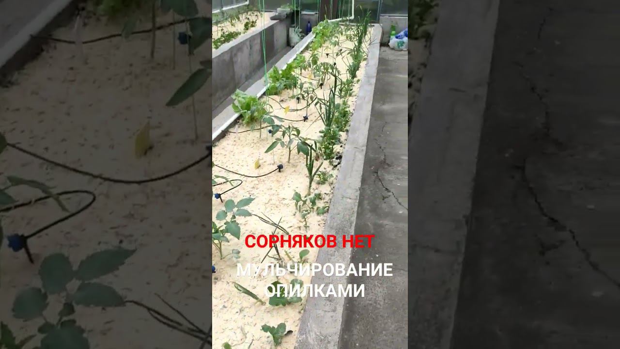 Мульчирование опилками. Сорняков нет. смотреть онлайн