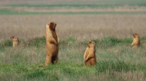 В мире сурков! Жизнь, как она есть!