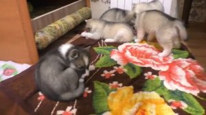 Хочу мяса! Щенки впервые пробуют косточку.