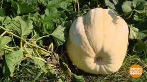 Выросла тыква большая-пребольшая... Доброе утро. Фрагмент выпуска от 19.09.2024