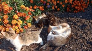 Котята играют.