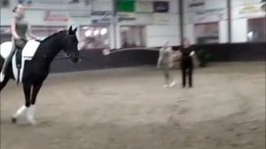 Freddy bei der Voltigierpferdeprüfung in Fürstenau