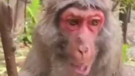 варфейсио смотреть онлайн