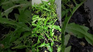 Мальки улитки Мюллер, только появились на свет!!!