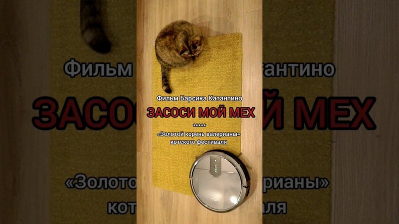 Главный триллер года  #триллер #кот #котприкол