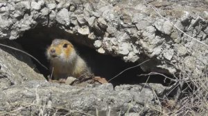 Большой суслик ( Spermophilus major )