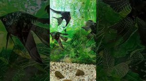 Video_20240805093816336_by_Filmigo