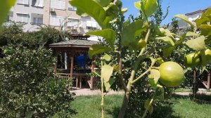 территория в отеле Клеопатра палм роял