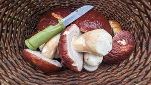 Охотники за боровиками. 7.10.22г.