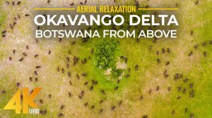4K Bird's Eye View of Okavango Delta Area - Aerial Scenery of the Largest Inland Delta, South Africa