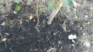 Как посадить грушу осенью! Наш сад!