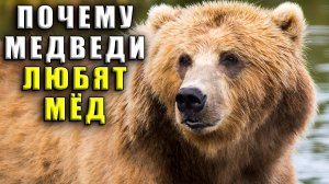 Почему медведи любят мед
