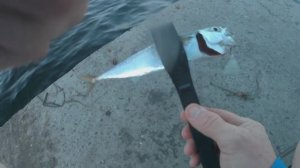 Скумбрия на набережной .Владивосток.ультралайт