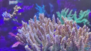 SPS reef 1150  в вечернем флюре