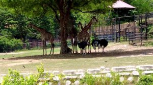 ПАТТАЙЯ ЧАСТЬ - 4 ЗООПАРК КХАО - КХЕО !