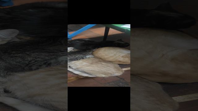 котейки смотреть онлайн