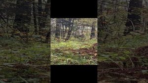 Гон лосей. Охота на лося