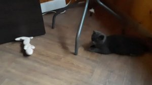 ТРЕНИРОВКИ ПО СИСТЕМЕ ШАОЛИНЬ