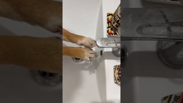 мойте руки после того как погладите животное)) смотреть онлайн