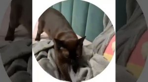 Капусту надо мять