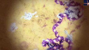 Почему женщины полосатые?