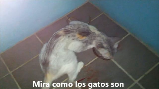 costa rica 5 смотреть онлайн