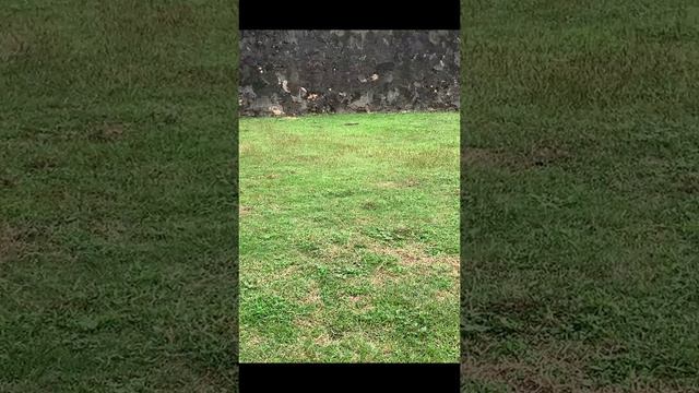 Варан около форта Галле