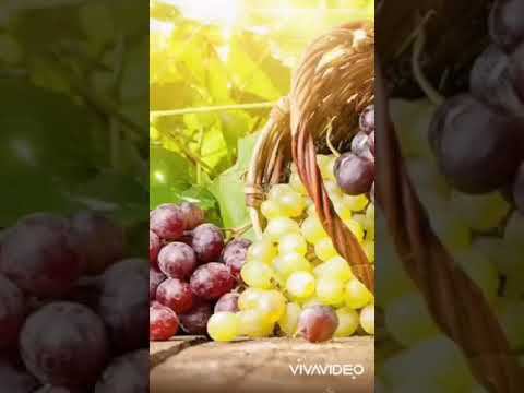 Подготовка черенков винограда к высадке в грунт.