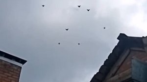 Николаевские Голуби. 19.05.2022.г. Шафоростов. А. (Бизон) 🎥🕊️🇷🇺