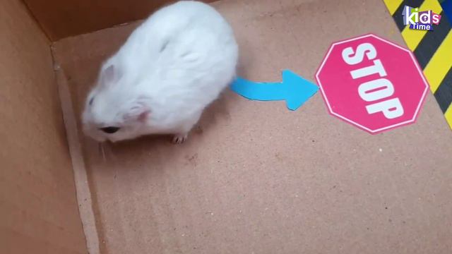СУПЕР ГОНКА для Хомяка Хомы!  Лабиринт с ловушками