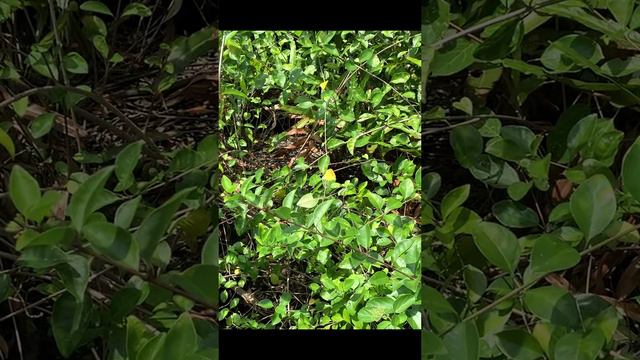 Варан и крокодил на озере Коггала