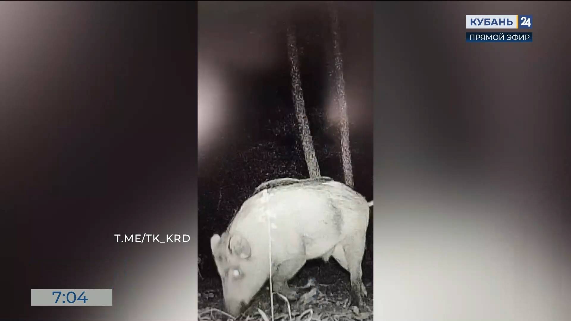 Кабан, енот и медведь попали в объектив фотоловушки в Туапсинском заказнике