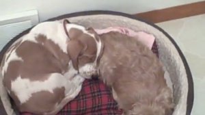 Taffy&EmmaSleeping.AVI