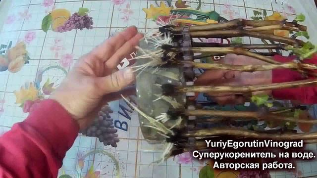 🍇 100% укоренение черенков винограда в пивных банках в укоренителе уникальной конструкции на воде смотреть онлайн