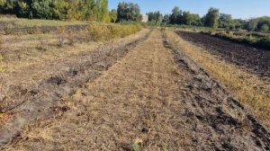 Залужение в крыжовнике, результат после скашивания