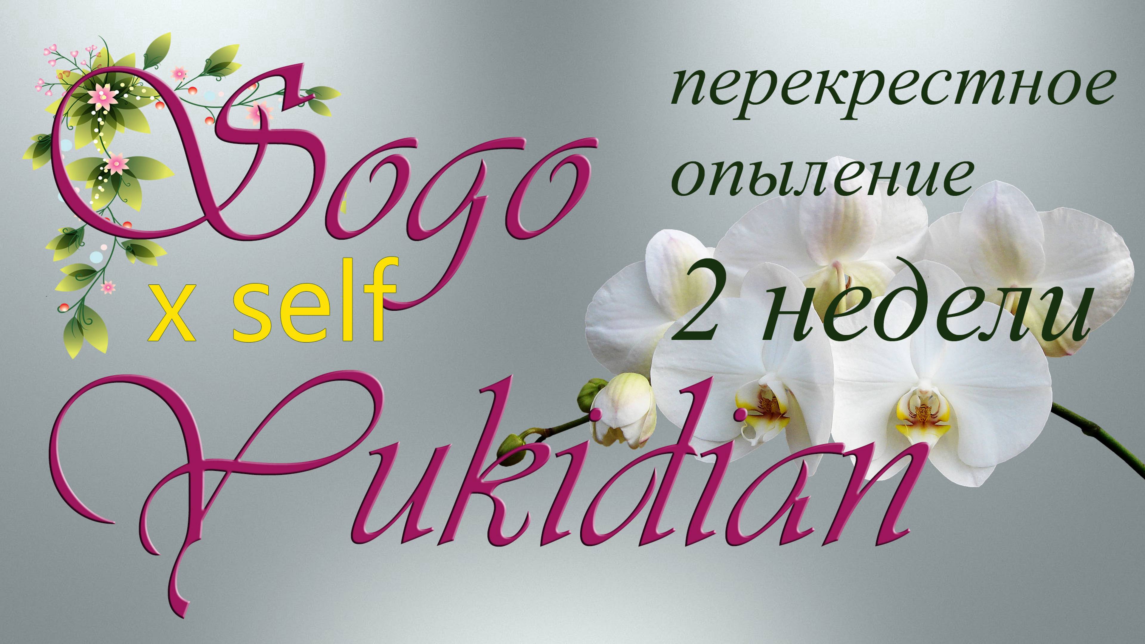 Орхидея после опыления. Две недели спустя.