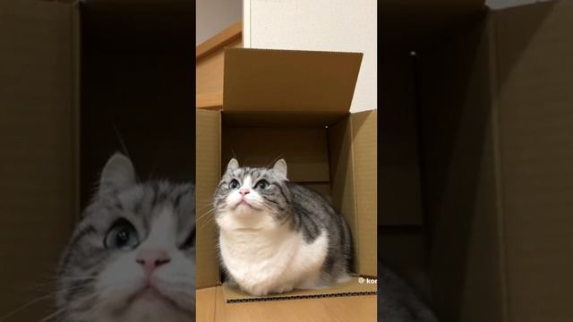 Не пон а где арбузики